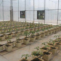 100 Dutch Bucket Without Stand Hydroponic System