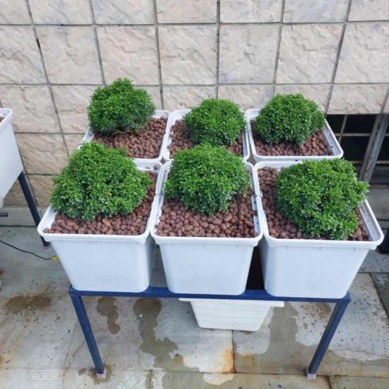 6 Dutch Bucket Hydroponics System