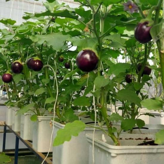6 Dutch Bucket Hydroponics System