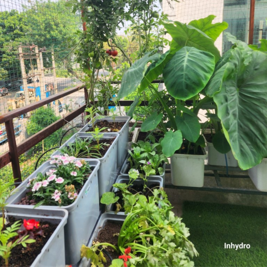 8 Dutch Bucket Hydroponics System