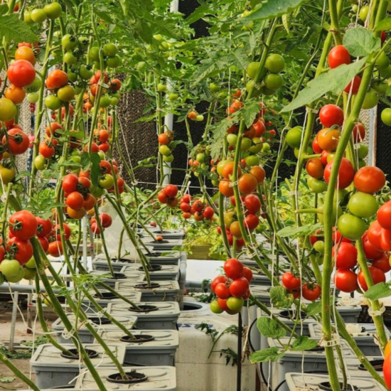 6 Dutch Bucket Hydroponics System