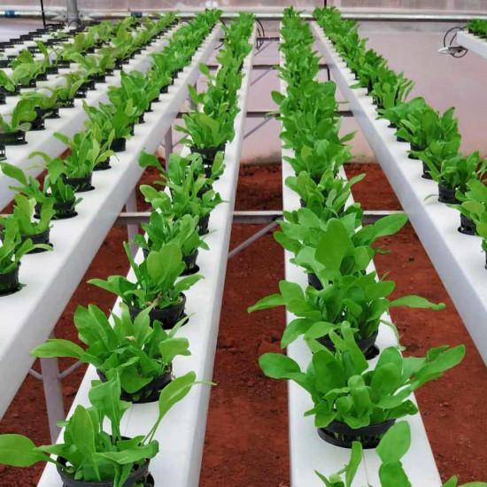 Hydroponic Spinach (पालक) -250g