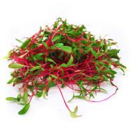 Beet Root Microgreens (बीटरूट माइक्रोग्रीन) -100g