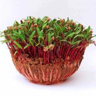 Beet Root Microgreens (बीटरूट माइक्रोग्रीन) -100g