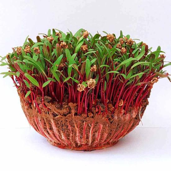 Beet Root Microgreens (बीटरूट माइक्रोग्रीन) -100g