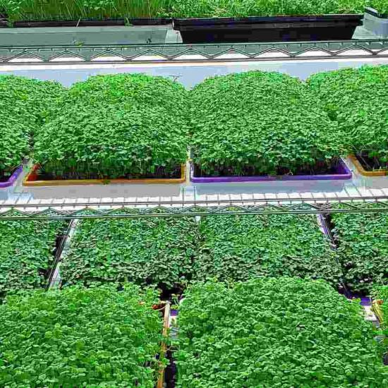 Beet Root Microgreens (बीटरूट माइक्रोग्रीन) -100g