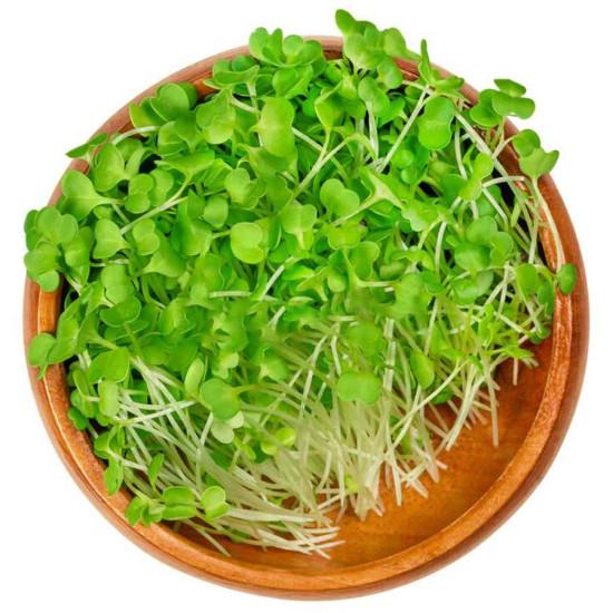 Broccoli Microgreens (ब्रॉकली माइक्रोग्रीन) -100gm
