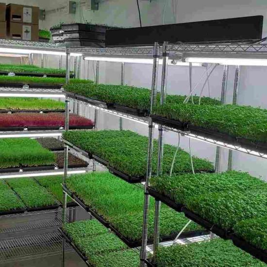 Broccoli Microgreens (ब्रॉकली माइक्रोग्रीन) -100gm