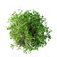 Cauliflower Microgreens (कॉलफ्लाउअर माइक्रोग्रीन) - 100gm