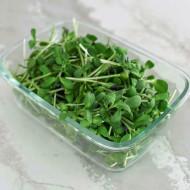 Cauliflower Microgreens (कॉलफ्लाउअर माइक्रोग्रीन) - 100gm
