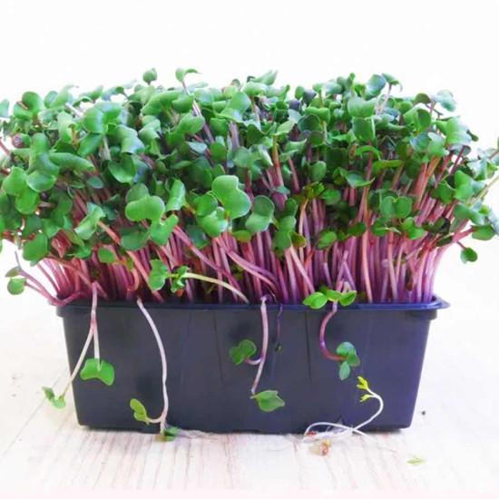 Cauliflower Microgreens (कॉलफ्लाउअर माइक्रोग्रीन) - 100gm