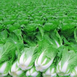 Chinese / Napa Cabbage (कैबेज) 1pc  (250 - 400gm)