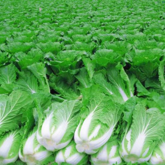 Chinese / Napa Cabbage (कैबेज) 1pc  (250 - 400gm)