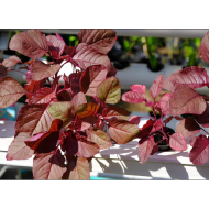 Amaranth Red (लाल चोलाई) - 250gm