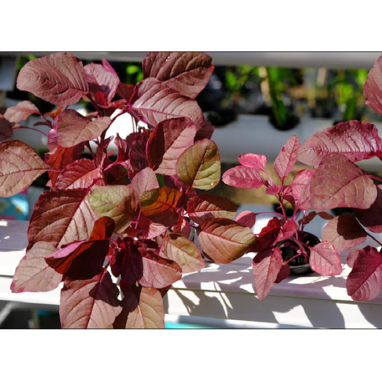 Amaranth Red (लाल चोलाई) - 250gm