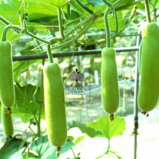Bottle Gourd ( Lauki ) 1 pc (Approx. 400 g - 600 g)