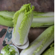 Chinese / Napa Cabbage (कैबेज) 1pc  (250 - 400gm)