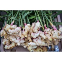 Fresh Ginger 100 gm