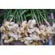 Fresh Ginger 100 gm