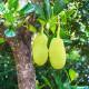 Kathal / jack fruit ( कटहल ) - 500 gm