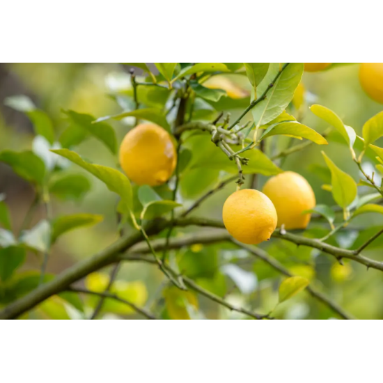 Lemon (200 - 250 gm)