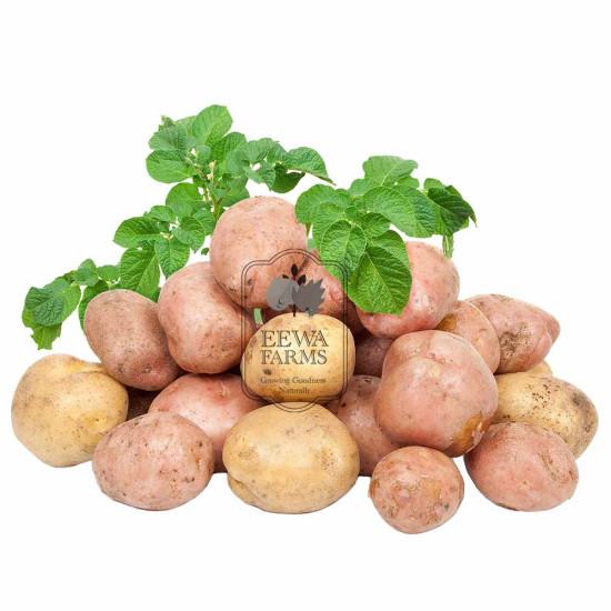 Fresh Potato - 1 kg