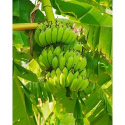 Fresh Raw Banana - 500 gm