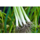 Fresh Vegetable Spring Onion - 250 gm