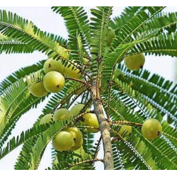 Fresh Amla - 250 gm