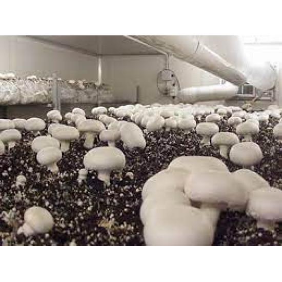 Mushroom - मशरूम 1pack (Approx. 200gm)