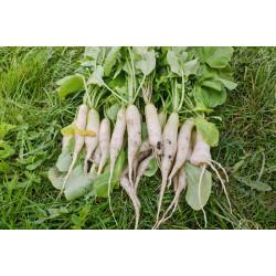 Radish (सफ़ेद मूली) - 500 gm
