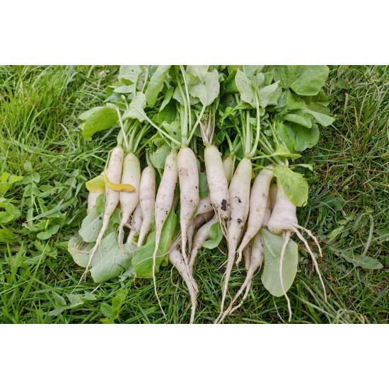 Radish (सफ़ेद मूली) - 500 gm