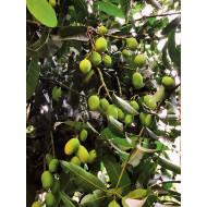 Raw Mango ( कच्चा आम ) - 500gm