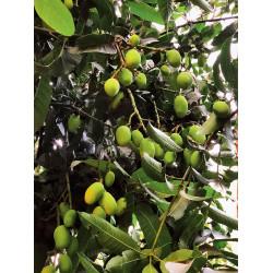 Raw Mango ( कच्चा आम ) - 500gm