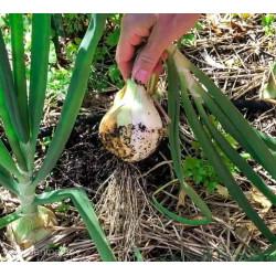 White Onion (सफेद प्याज) - 500 gm