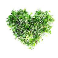Green Cabbage Microgreens  (कैबज) -100g