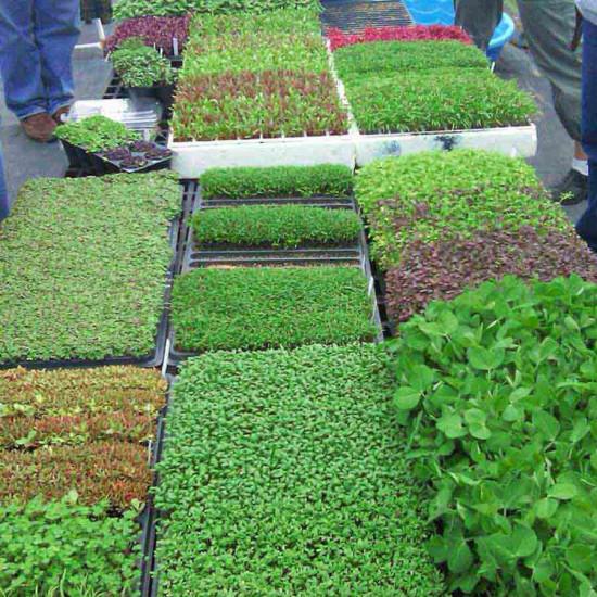 Green Cabbage Microgreens  (कैबज) -100g