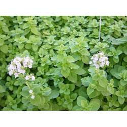 Hydroponics Oregano (मरजोरम) - 20 gm