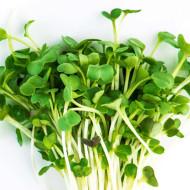 Radish Green  Microgreens (रेडिश हरा माइक्रोग्रीन्स) -100g