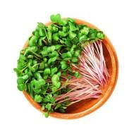 Radish Green  Microgreens (रेडिश हरा माइक्रोग्रीन्स) -100g