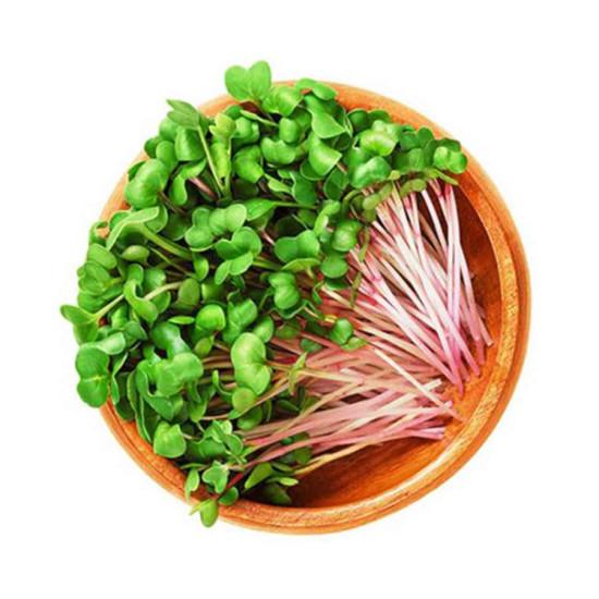 Radish Green  Microgreens (रेडिश हरा माइक्रोग्रीन्स) -100g