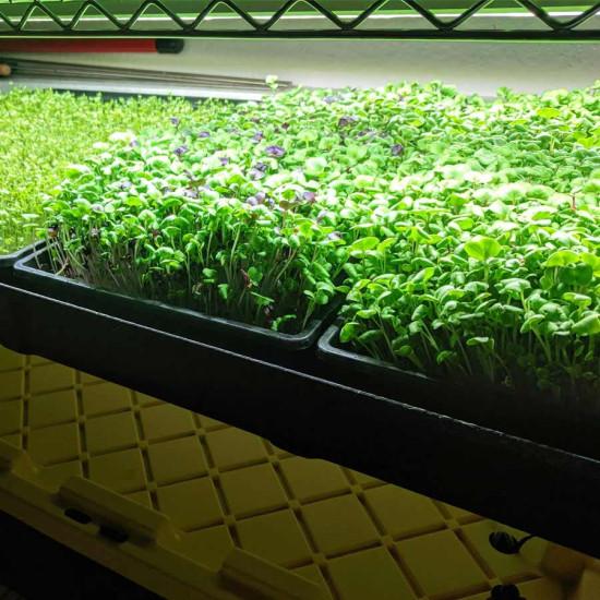 Radish Green  Microgreens (रेडिश हरा माइक्रोग्रीन्स) -100g