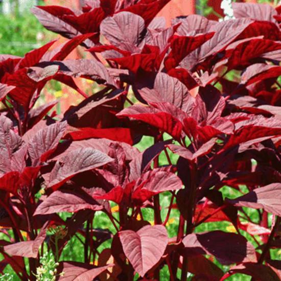 Amaranth Red (लाल चोलाई) - 250gm