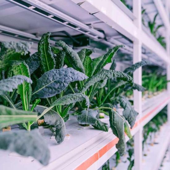 American Kale (अमेरिकन केल) -100g