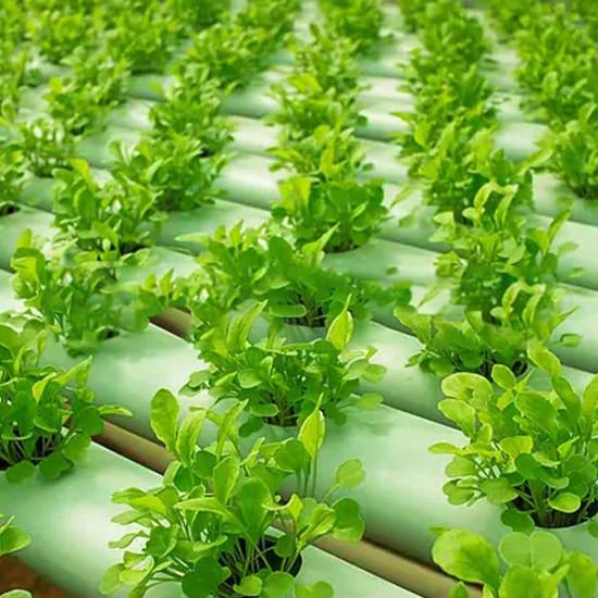 Arugula ( आर्गुला) - 50 gm