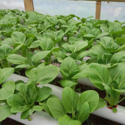Hydroponic Bok choy Upto 100 - 250 gm