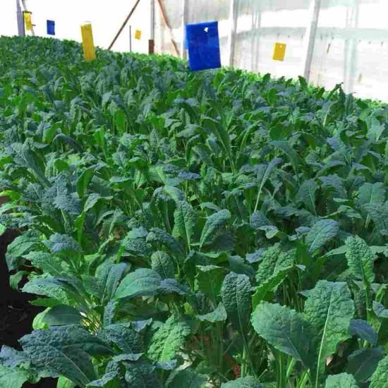 Curly Kale (कर्ली केल) -100gm