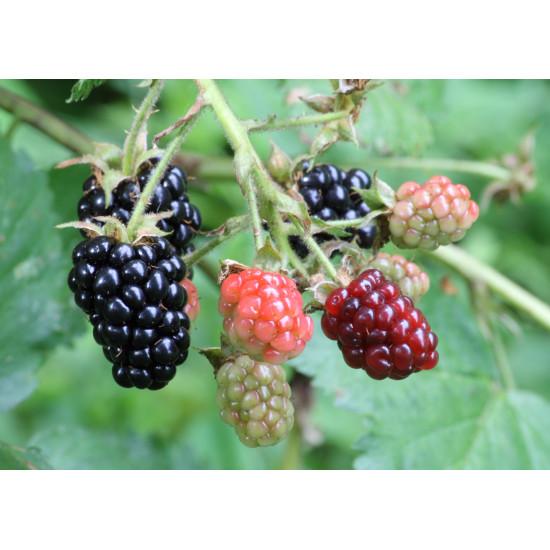Blackberries EXOTIC FRUIT -  400 gm