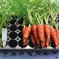 Carrot (गाजर) - 250gm