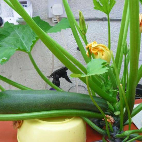 Green zucchini-250gm